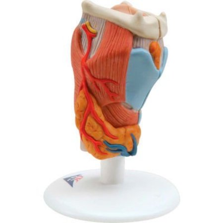 FABRICATION ENTERPRISES 3B® Anatomical Model - Larynx, 2-Part 975899